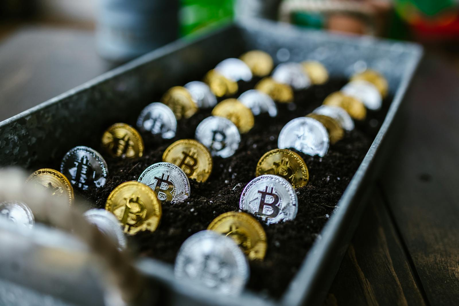 Gold and silver Bitcoin coins growing in soil, symbolizing investment and growth potential.